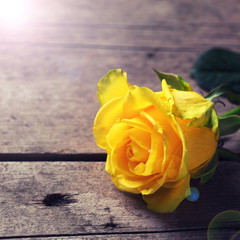 Background with yellow rose on wooden table