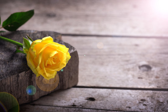 Background with  beautiful yellow rose  in ray of light on  aged wooden table. Selective focus. Place for text.