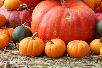 Pumpkins / Multicolored decorative pumpkins on autumn festival