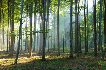 Fototapeta premium Morning in the forest