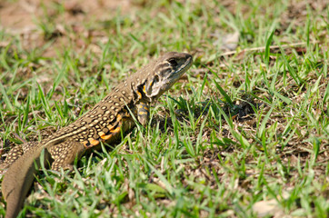 Leiolepis is waiting prey in the garden