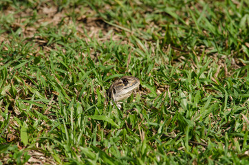 Leiolepis is waiting prey in the garden