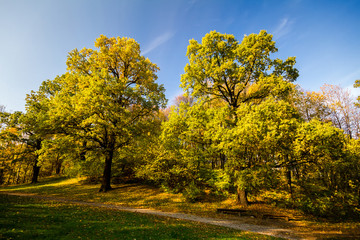 Fototapeta premium Two big autumn oaks with yellow leaves
