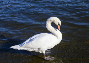 Swan in the Serpentine in Hyde Park