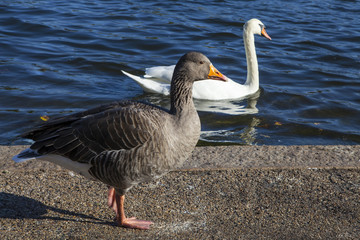 Duck and Swan in Hyde Park