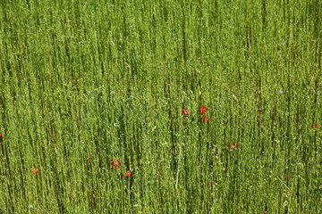 Champs de lin sur le littoral.
