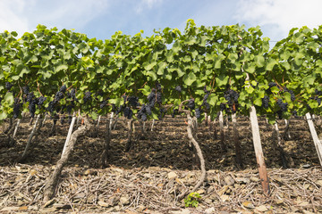 Fototapeta na wymiar juicy ripe wine in vineyard