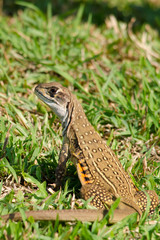 Leiolepis is waiting prey in the garden