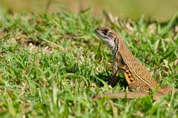 Leiolepis is waiting prey in the garden