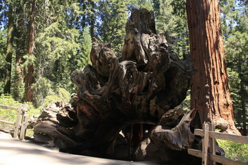 Fototapeta na wymiar souche d'un sequoia
