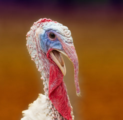Colorful turkey portrait © Budimir Jevtic