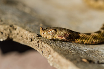 Horned viper snake