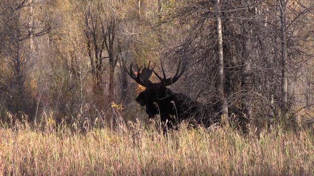 Bull Moose in Fall