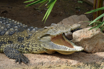 crocodile jaws wild animal