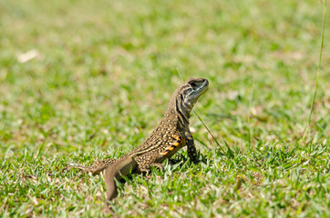 Leiolepis is waiting prey in the garden