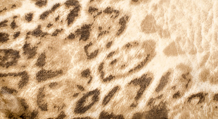 Brown leopard fur pattern. Spotted animal print as background.
