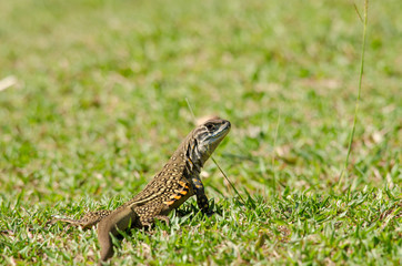 Leiolepis is waiting prey in the garden