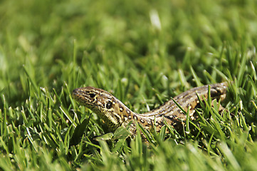 Eidechse,Gras