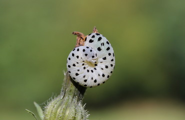 Larve der Braunwurzblattwespe, Wespe, Tenthredo Scrophulariae