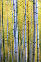 Fototapeta premium Bamboo Forest Trees
