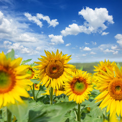 Fototapeta premium Field of sunflowers