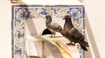 Pigeons on the fontain