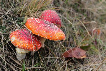 closeup of red toadstools in forest
