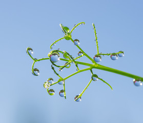Dew drops close up