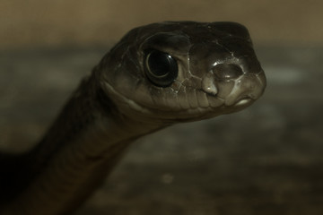 Snake's head