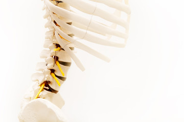 Naklejka premium Lumbar model