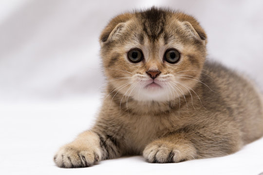 Scottish-fold kitten
