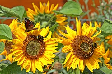 Sonnenblumen (Helianthus annuus) mit Tagpfauenauge (Inachis io) und Hummeln 