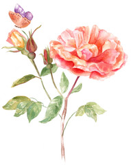 A vintage style watercolour drawing of a tender peach rose brunch