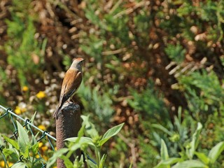 Männlicher Bluthänfling (Carduelis cannabina) auf Gartenzaun 
