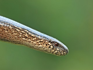 Blindschleiche (Anguis fragilis)
