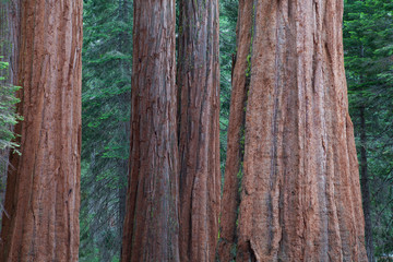 Giant Sequoia redwood trees in Sequoia national park