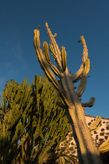 Cereus repandus , Kakteengewächs, La Palma, Kanaren, Spanien, 