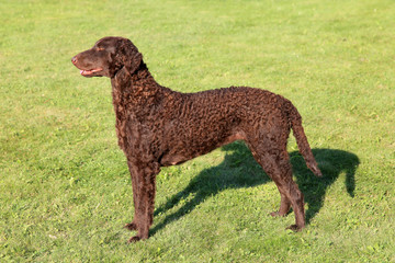 Typical Curly Coated Retriever on a green grass