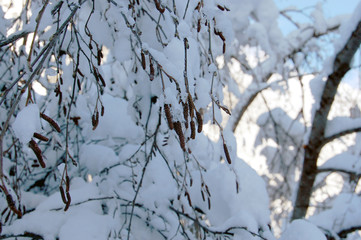 A branch of a tree in the snow