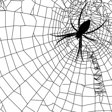 spider and spider web