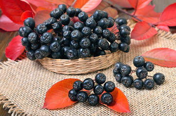 Aronia melanocarpa (Black chokeberry)