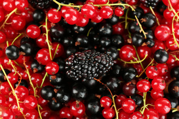 Forest berries background