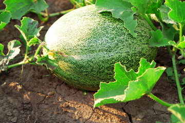 Pumpkin growing in garden