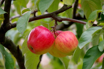 Jabłka w sadzie.