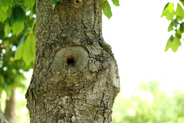 Tree hollow close up