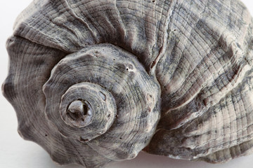 snail shell