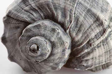 Poster snail shell © bulentumut