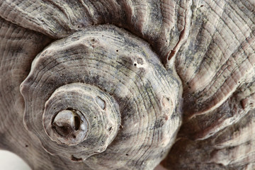 snail shell