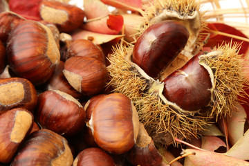 fruit du châtaignier