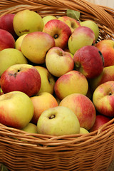 saison des pommes